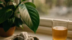 Should you wipe houseplant leaves with beer or just use water